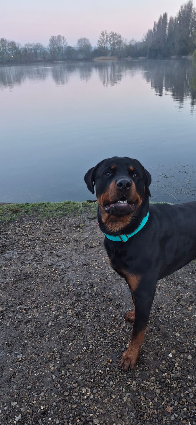 Customer photo review of 4cm LIGHTER Combat® Collar | With Handle Rated Clip - Turquoise & Orange