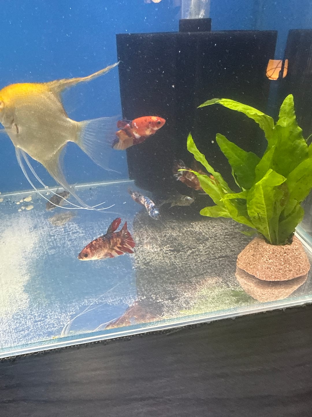 Customer photo review of Mix Galaxy Halfmoon Male Betta Fish High Grade | Buy 4 Get 1 Free | Mystery Betta