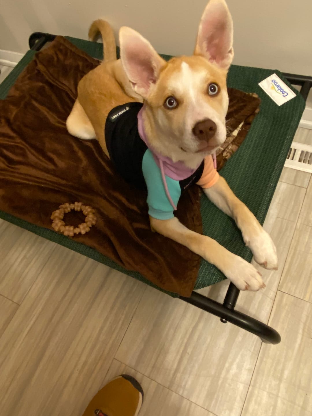 Customer photo review of Cyber Punk Dog Hoodie