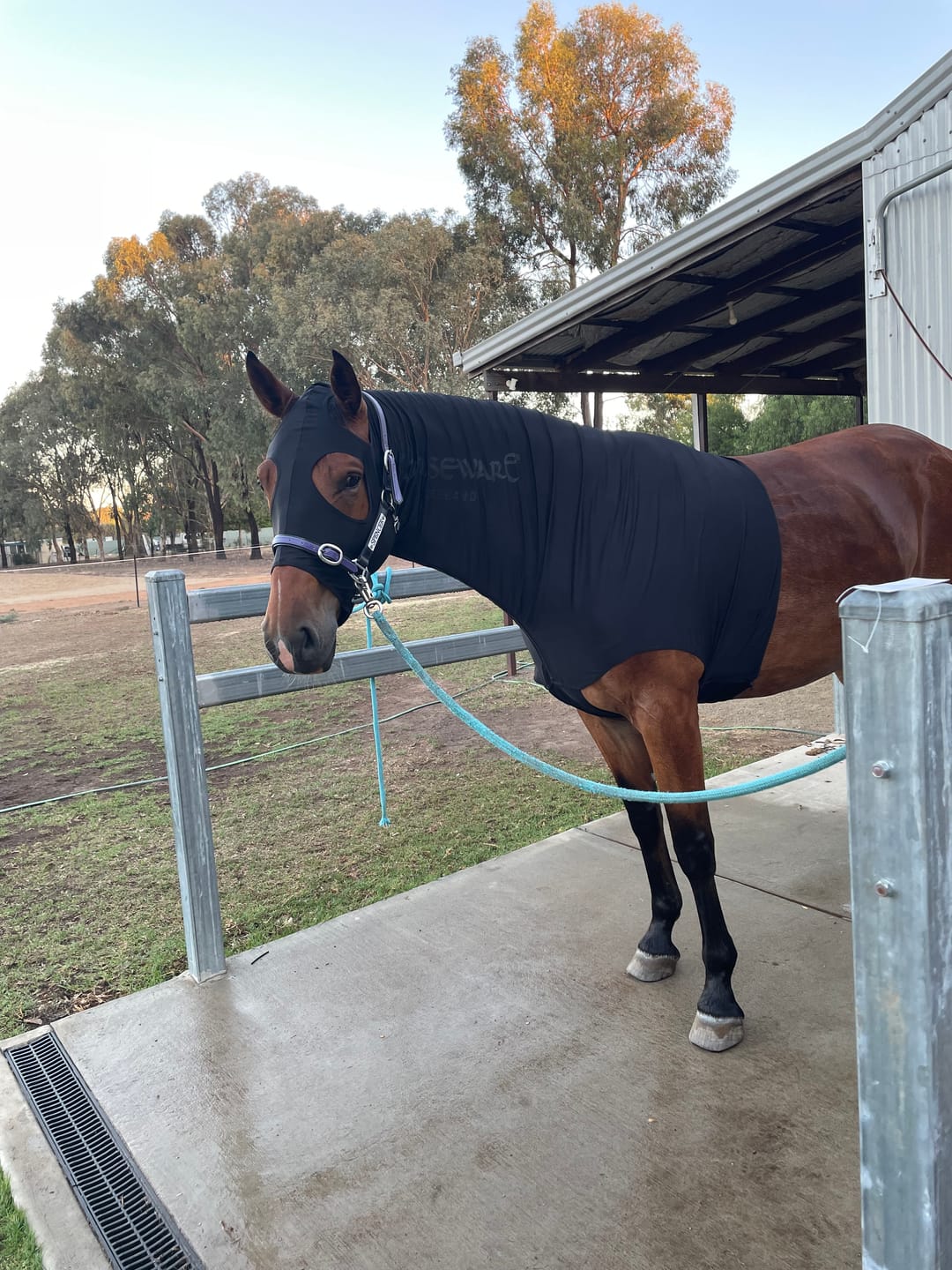 Customer photo review of Rambo Slinky Hood