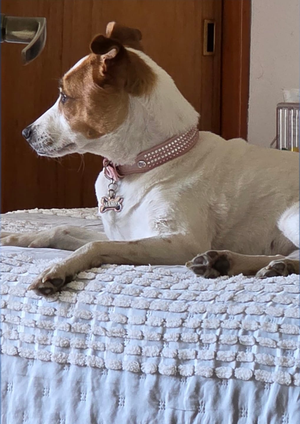 Customer photo review of Collar DeLuxe Rosa