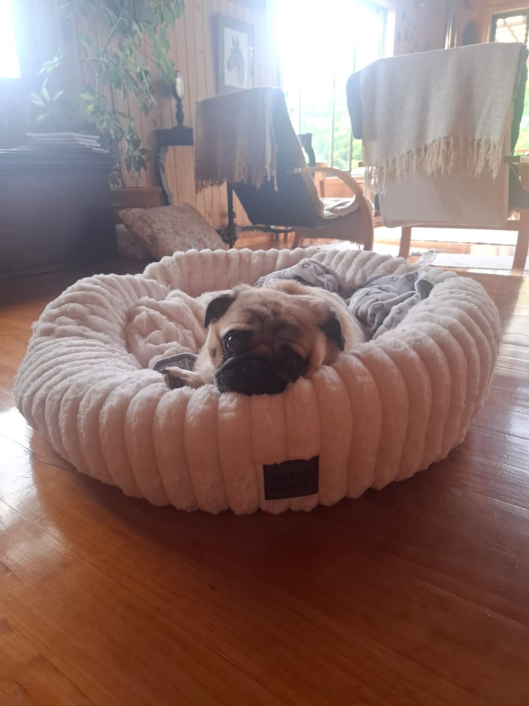 Customer photo review of Luxury Edition: Cama Anti-Estrés THE DOGS