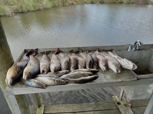 Reviewer's catch of redfish and trout on a cleaning station after a successful day with the Waterloo Tide Series rod.