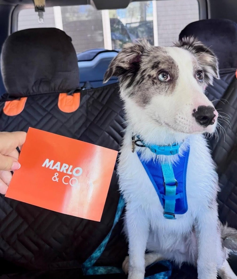 Customer photo review of Marlo&Co™ Dog Seat Cover