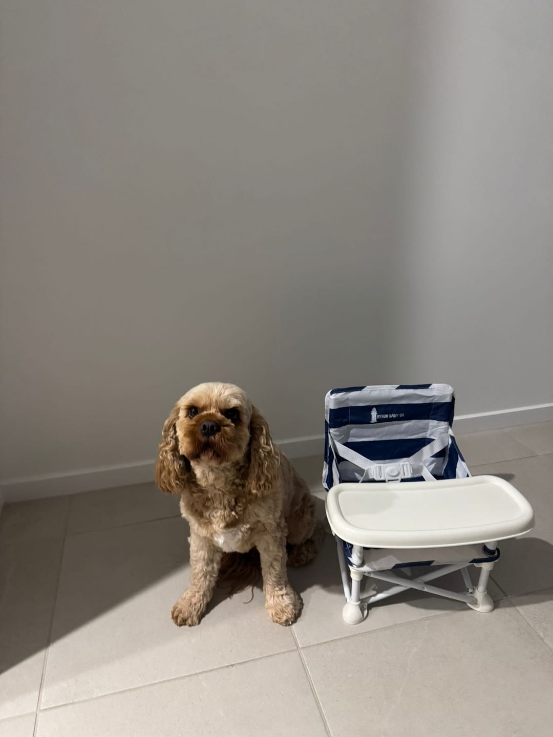 Customer photo review of Navy & White Baby Chair