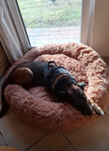Customer photo review of Belune® Hundebett mit waschbarem Bezug