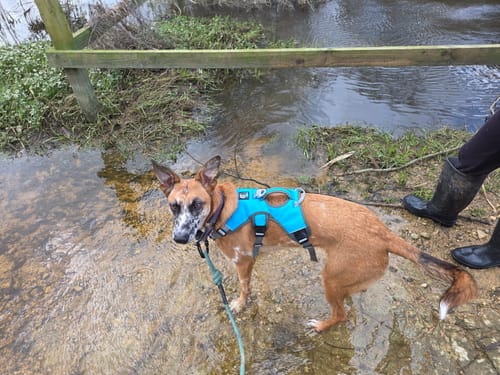 Customer photo review of Escape proof Harness (3 Strap)