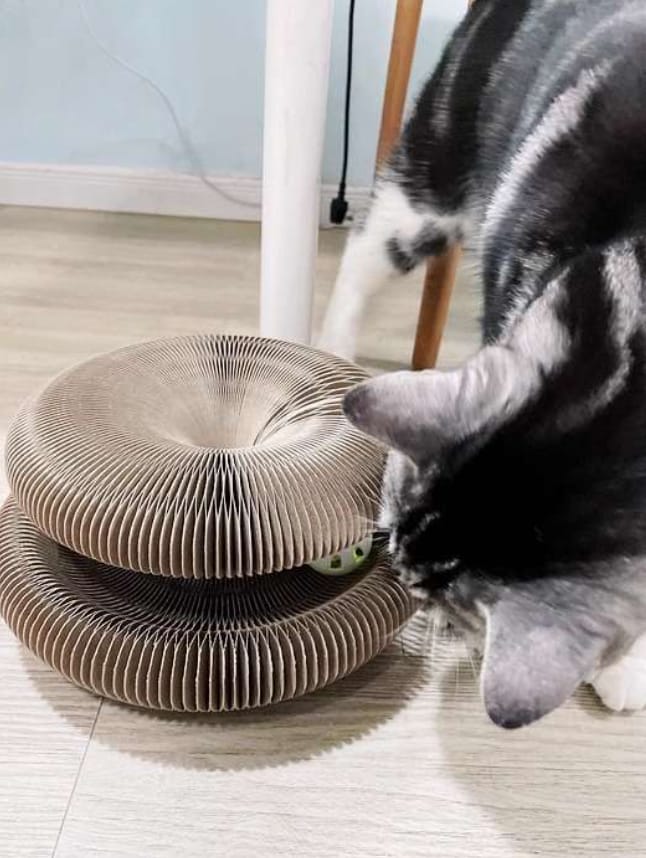 Customer photo review of Pawflex™ Paw Relief