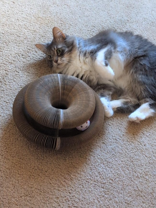 Customer photo review of Pawflex™ Paw Relief