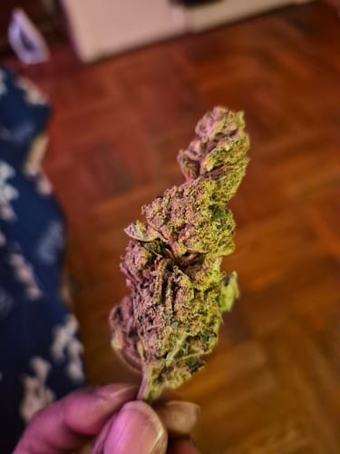 Customer photo review of Cheap THCA Flower Ounce