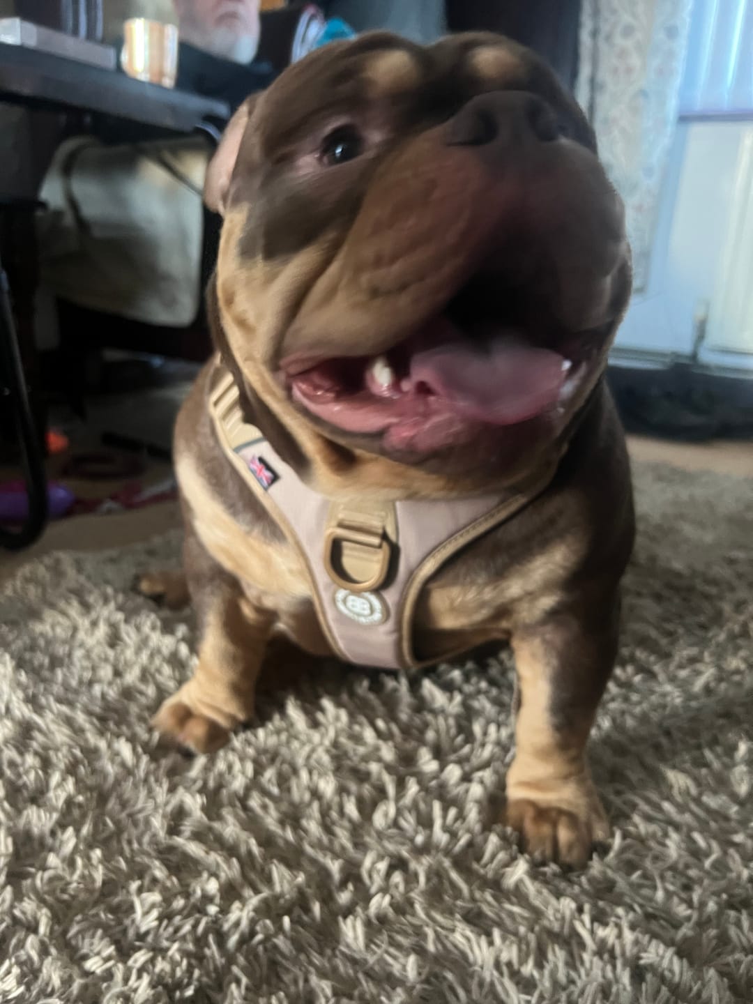 Customer photo review of Anti Pull Hurricane Harness Lighter | With Handle - Tan X Tan