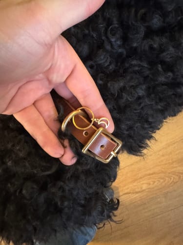 Customer photo review of Mahogany - Classic Leather Dog Collar