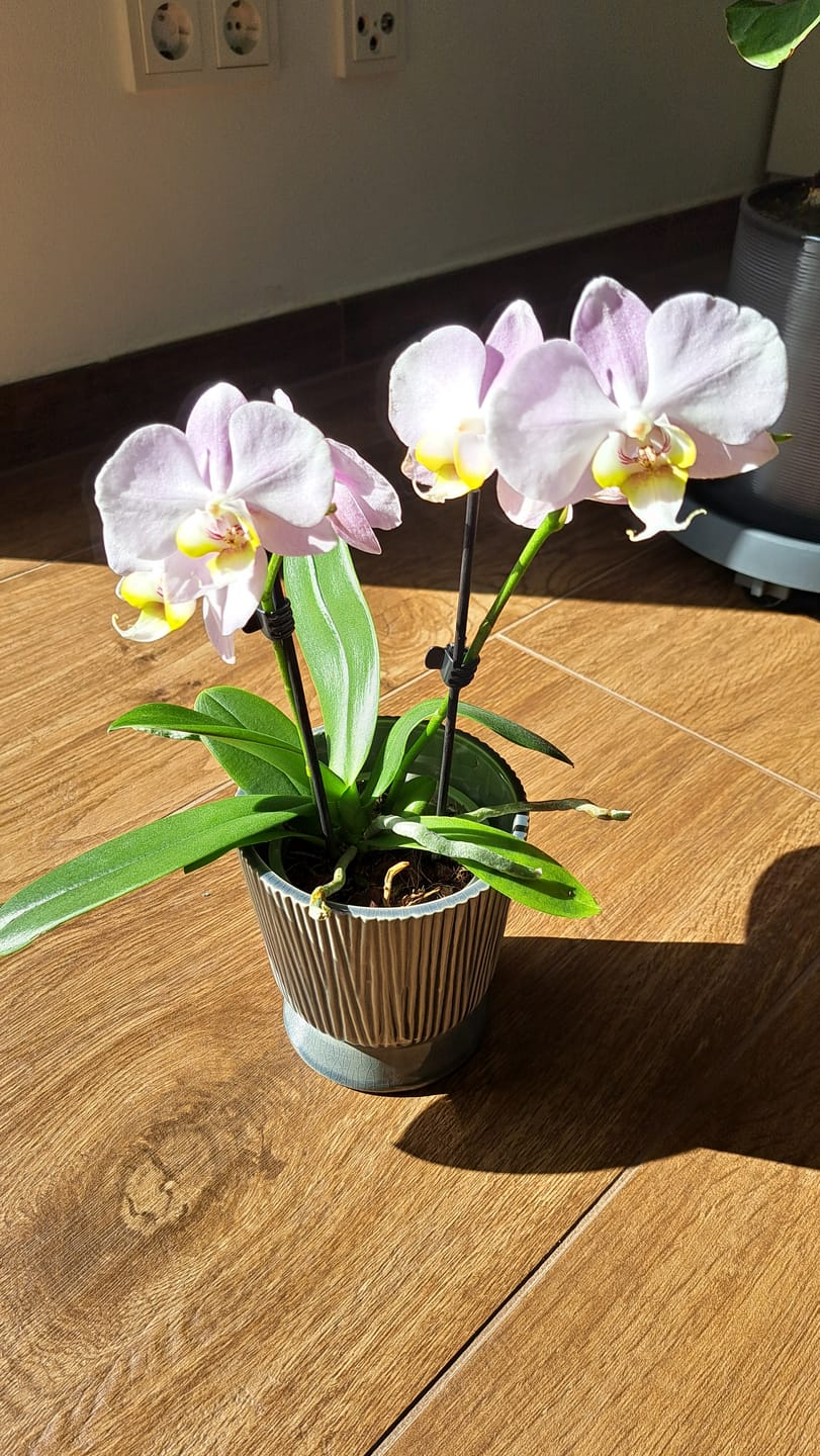 Customer photo review of Table Dance Angel Eyes mit hellrosa Blüten und 2 Rispen