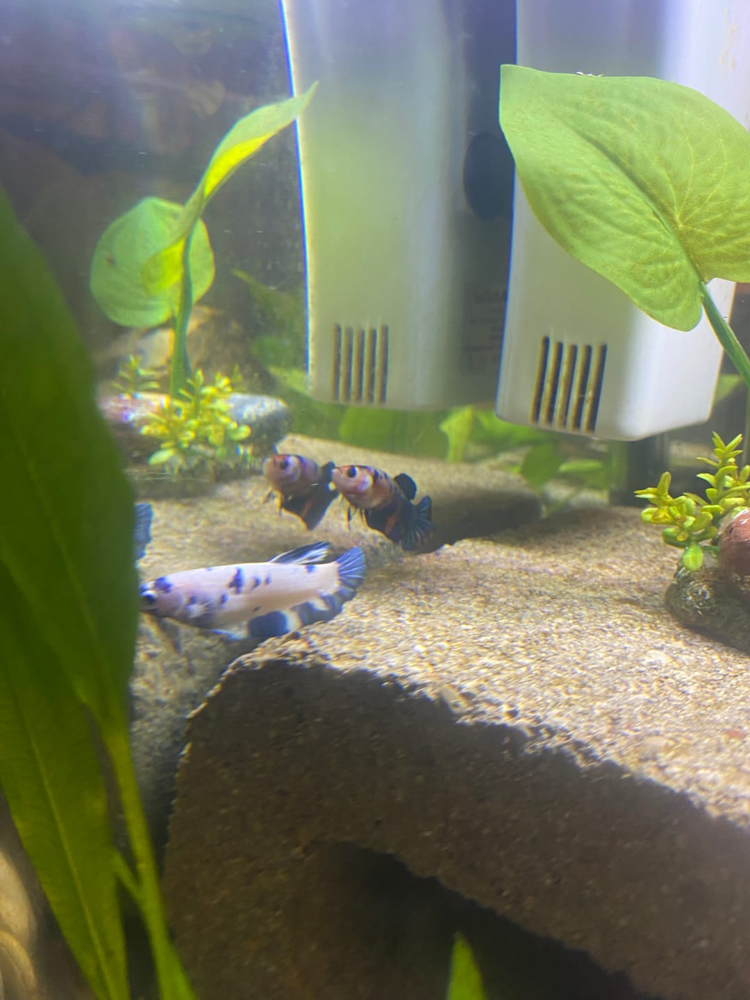 Customer photo review of Female Betta Fish Marble Dot Moo Cow Plakat