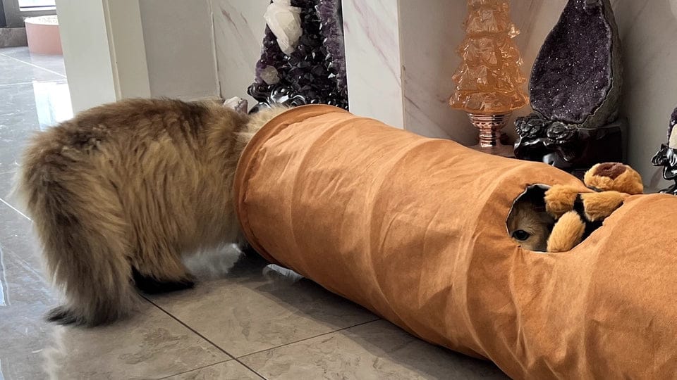 Customer photo review of Foldable Cat Tunnel Toy - With Peephole & Interactive Ball