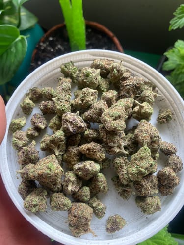 Customer photo review of Light Assist THCA Smalls