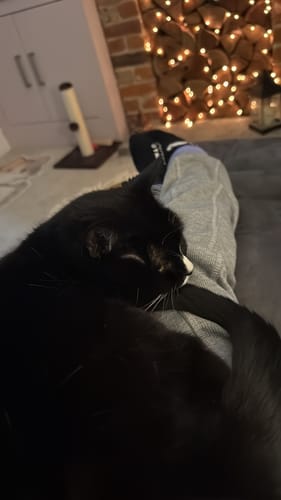 Customer photo review of 3 Month Supply - 1 Cat