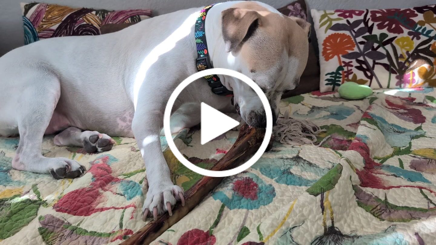 Customer video review of Ostrich Long Bone (19" x 3.5"): The Ultimate Challenge for Medium, Large & Extra-Large Dogs