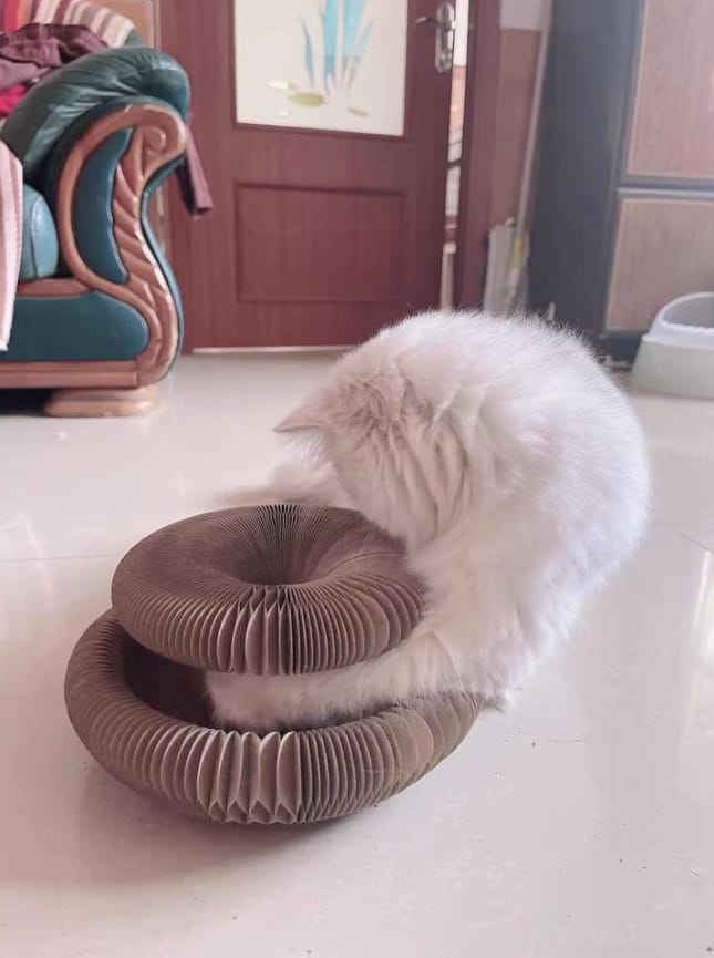 Customer photo review of Pawflex™ Paw Relief