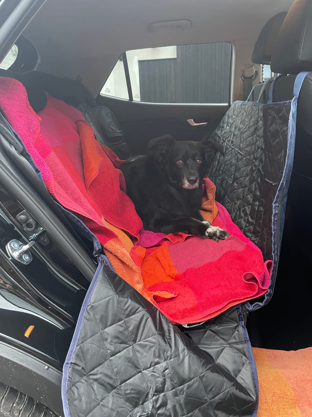 Customer photo review of Pet Perfect Hondendeken Auto - Achterbank en Kofferbak - Waterafstotend