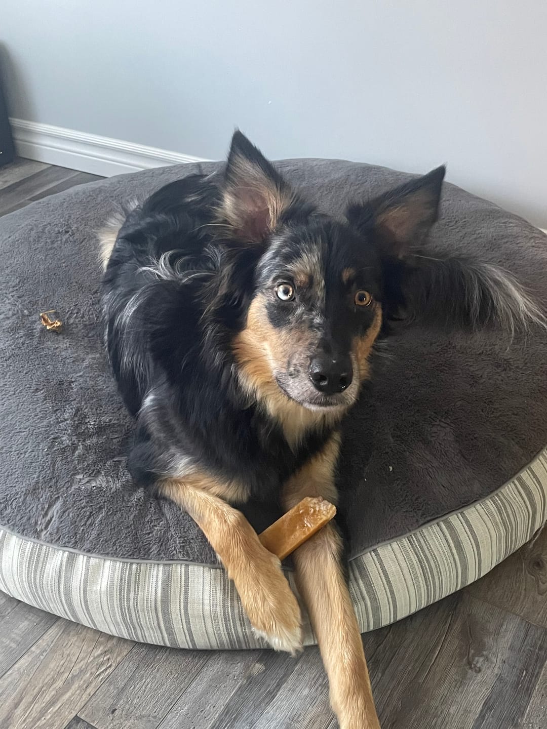 Customer photo review of Himalayan Yak Chew (MEGA)