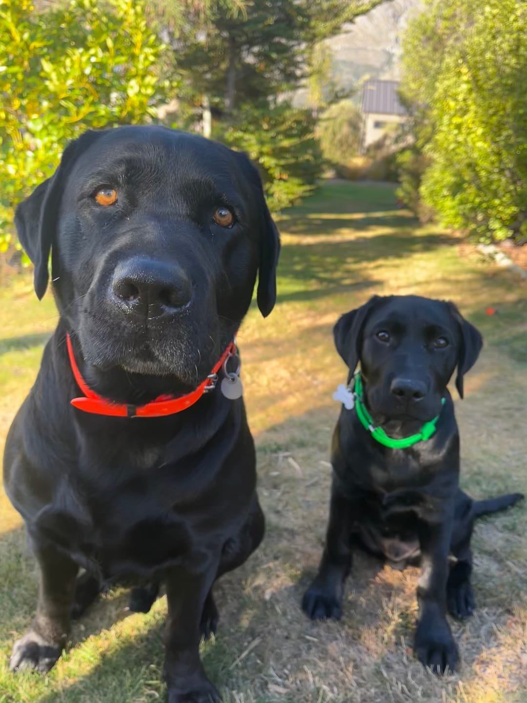 Customer photo review of D-End Dog Collar – Waterproof BioThane® – Designed for Pulling Dogs