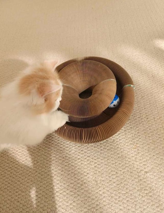 Customer photo review of Pawflex™ Paw Relief