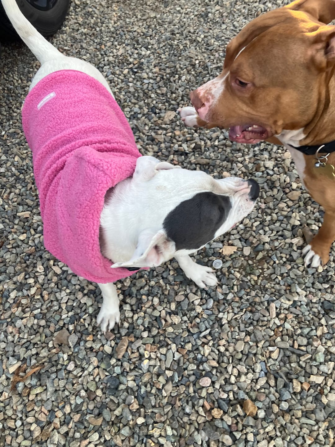 Customer photo review of Teddy Sherpa Dog Jacket - Dark Pink