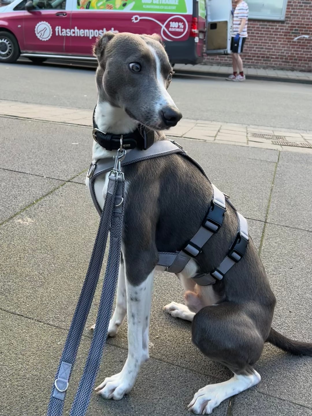 Customer photo review of Sicherheitsgeschirr FUN "Moon Grey"
