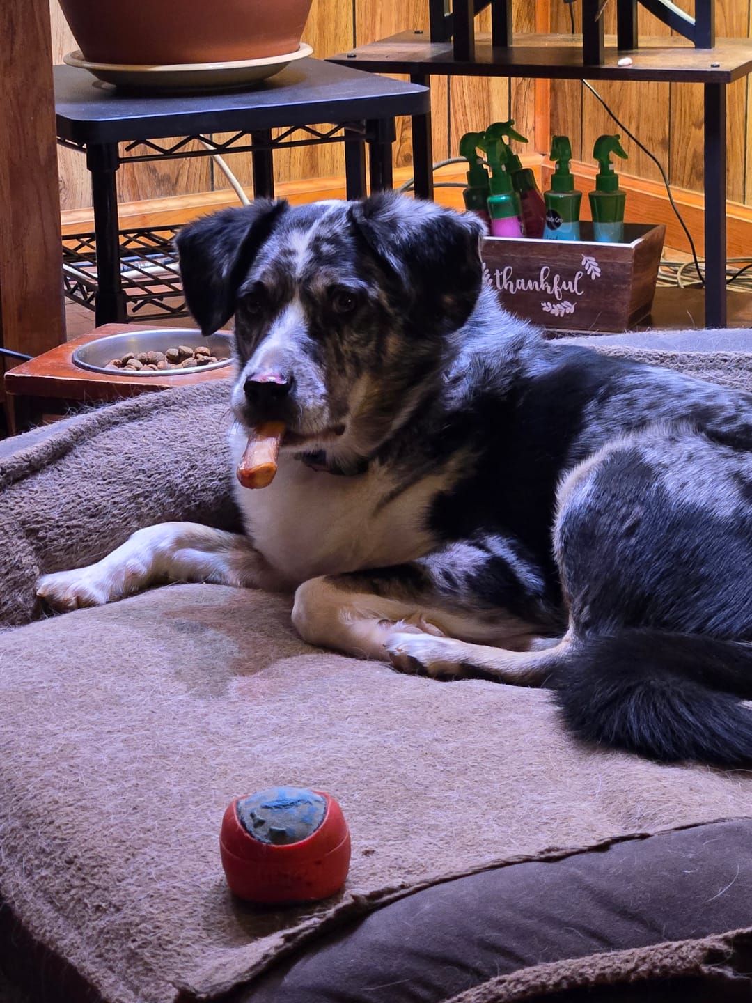 Customer photo review of 6 Inch Extra Thick Bully Sticks