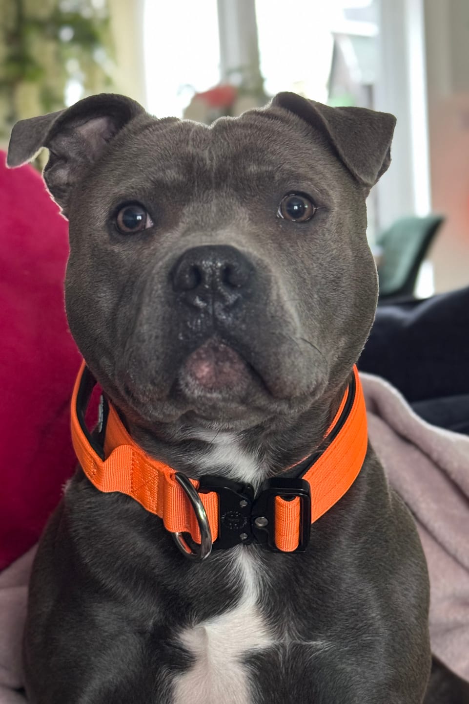 Customer photo review of 4cm Combat® Collar | Handle & Rated Clip - Orange