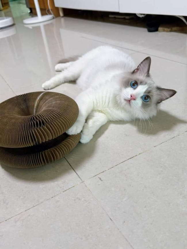 Customer photo review of Pawflex™ Paw Relief