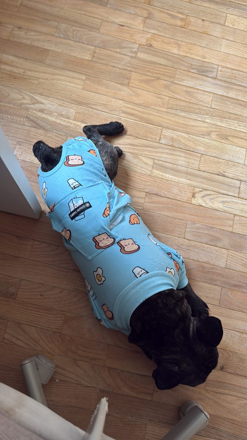 Customer photo review of Dog Surgical Suit
