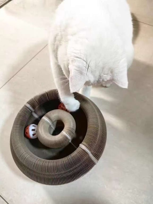 Customer photo review of Pawflex™ Paw Relief