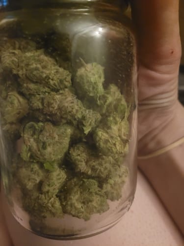Customer photo review of Cookie Chip THCA Flower
