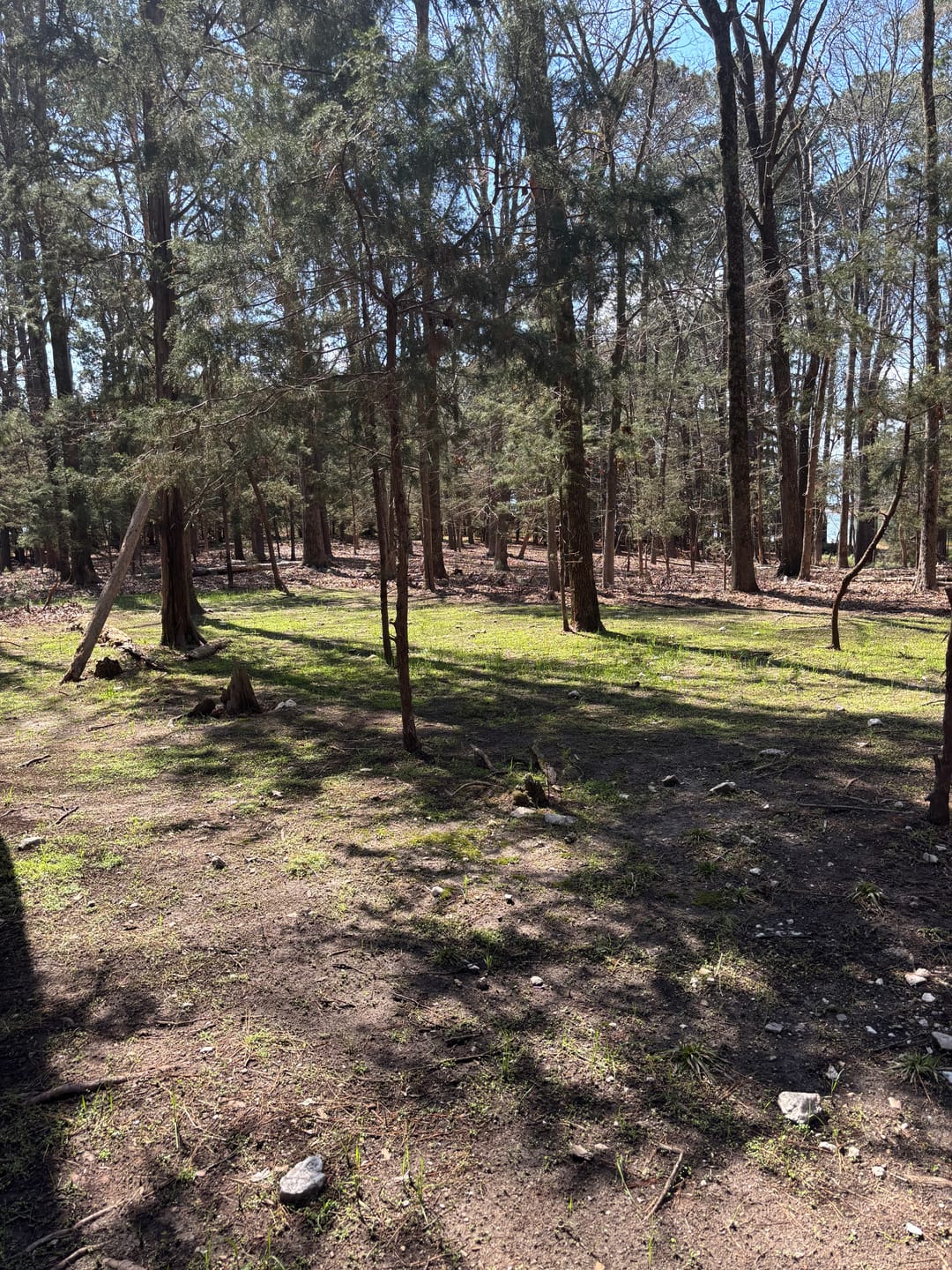 Customer photo review of Comeback Kid™ Food Plot Seed