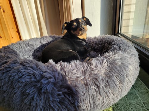 Ein Hund des Kunden sitzt im grauen, flauschigen Hundebett Fluffy Plus neben einem sonnigen Fenster.