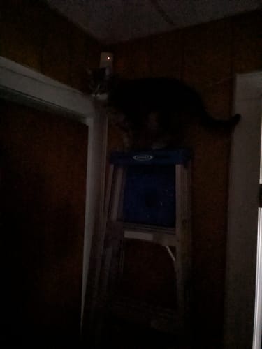 Customer photo review of 1x Blisso Advanced Cat Probiotic