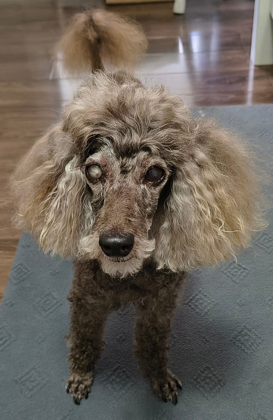 Customer photo review of Canine Joint Plus™️ 500g