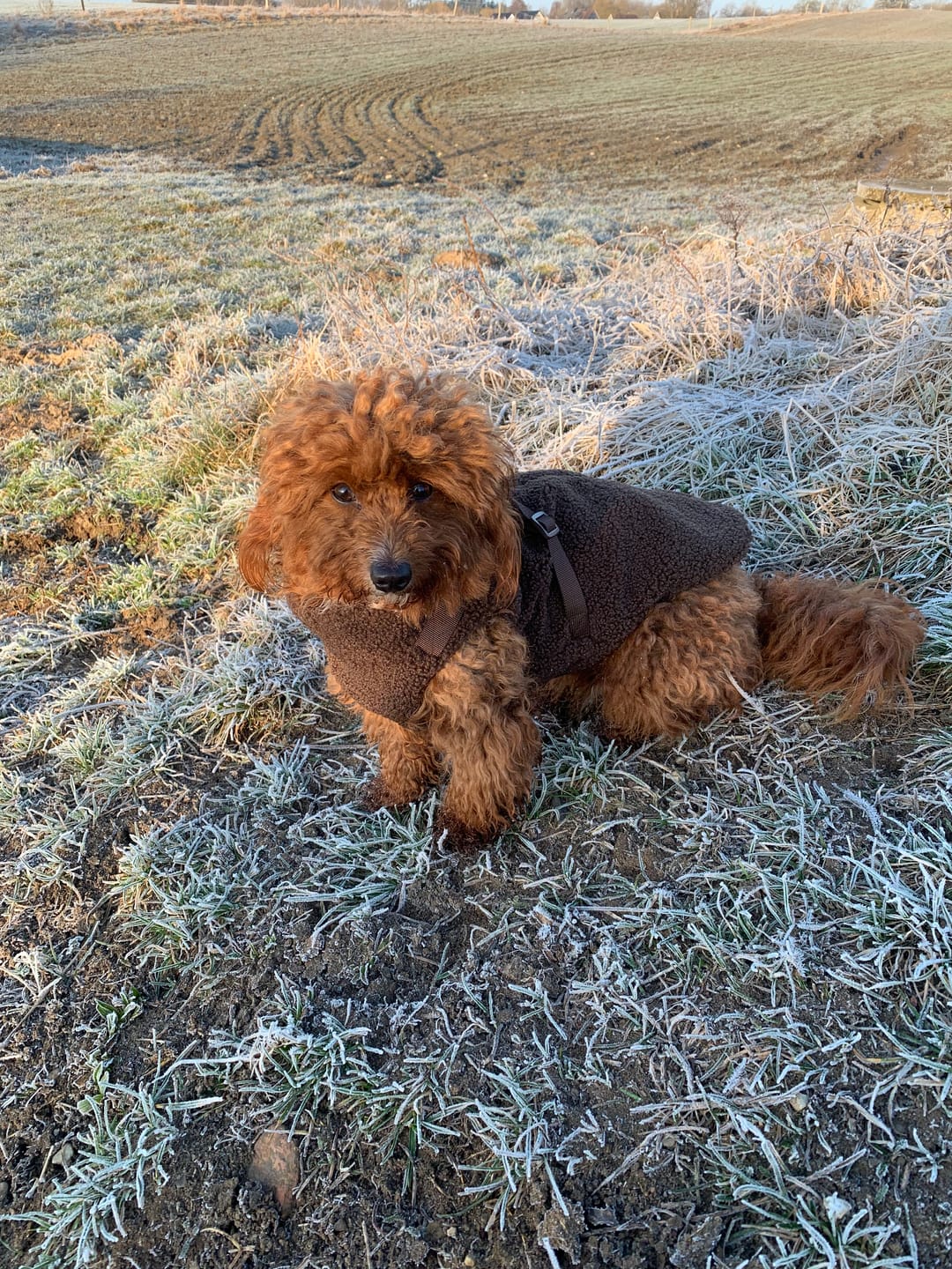 Customer photo review of Teddyfleece-Hundemantel mit integriertem Geschir Espresso