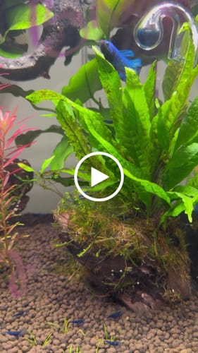 Customer video review of Black Star Nebula Plakat Male Betta | You Pick Betta | High Grade