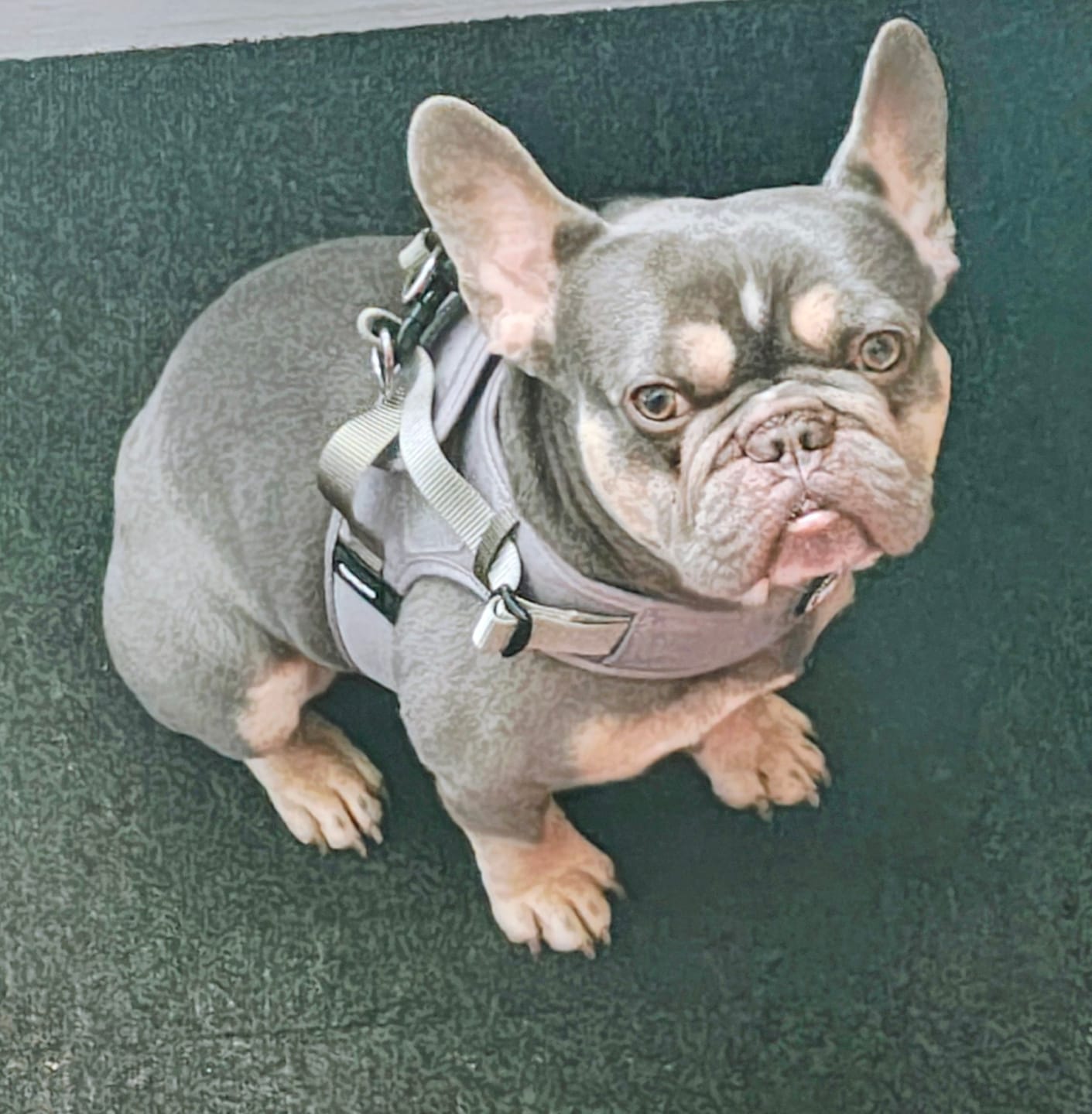 Customer photo review of Boomerang Harness - XS-M Breeds - Black