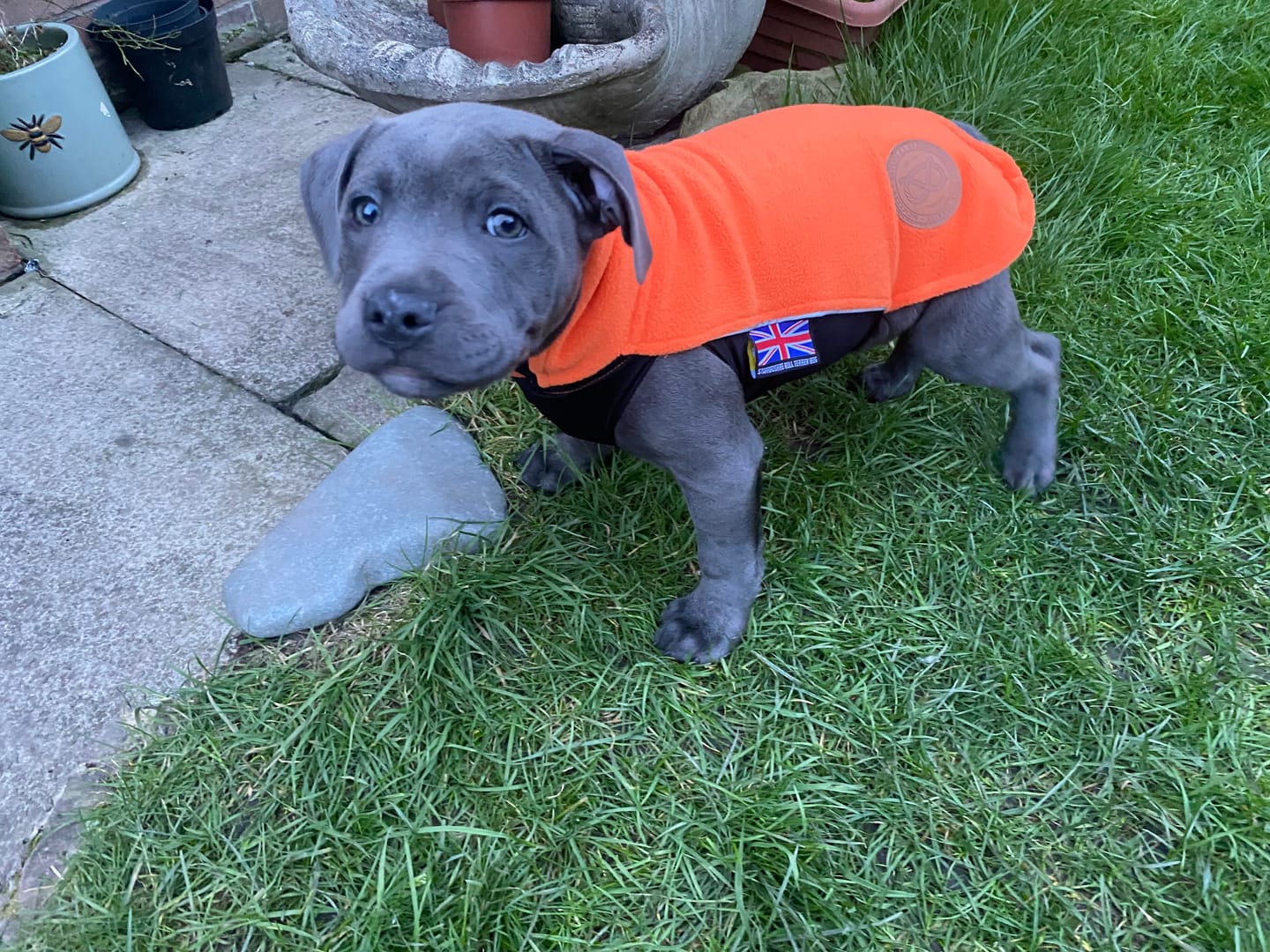 Customer photo review of Staffordshire Bull Terrier 1935® Puppy Fleece Coat - Orange
