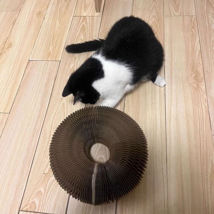 Customer photo review of Pawflex™ Paw Relief