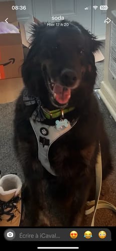 Customer photo review of Mystery Box - Dog