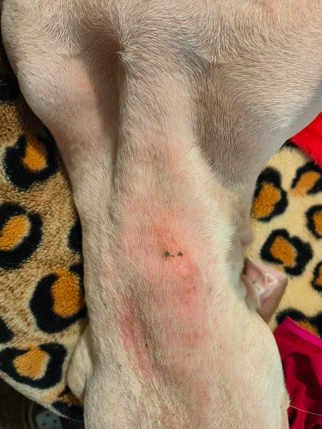 Customer photo review of Doggymin (Skin & Immunity Support For Dogs)