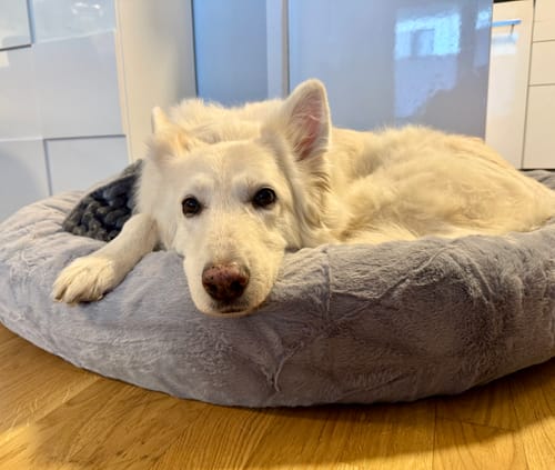 Foto eines Kunden: Ein weißer Schäferhund ruht sich bequem im grauen Premium Hundebett Fluffy Deluxe aus.