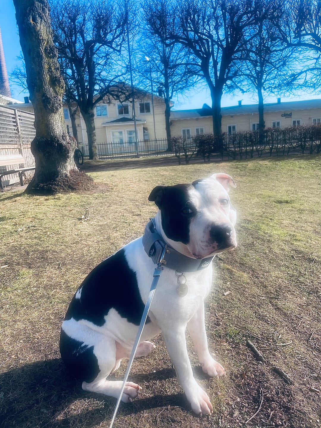 Customer photo review of Active Grått - Brett slitstarkt halsband med spänne
