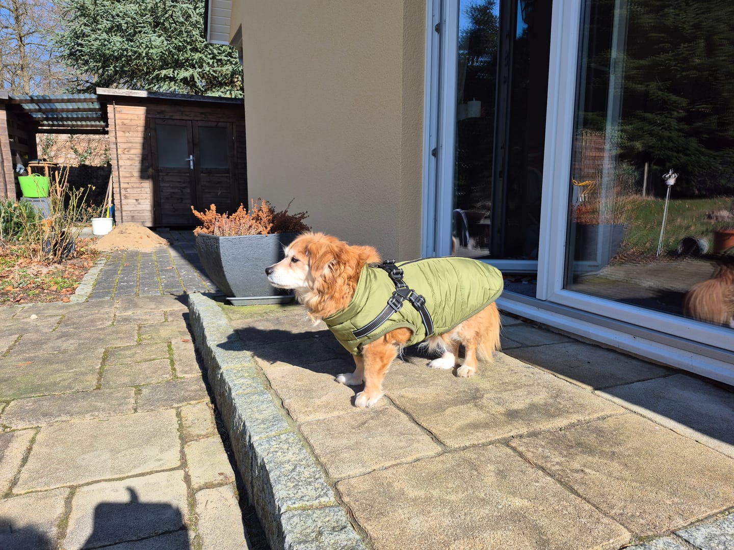 Customer photo review of Emmalove - Wasserdichter Hundemantel Extreme