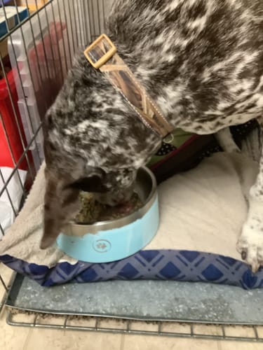 Customer photo review of WellyTails Hypo-Allergenic Dog 7 Way Hip & Joint MAXIMUM